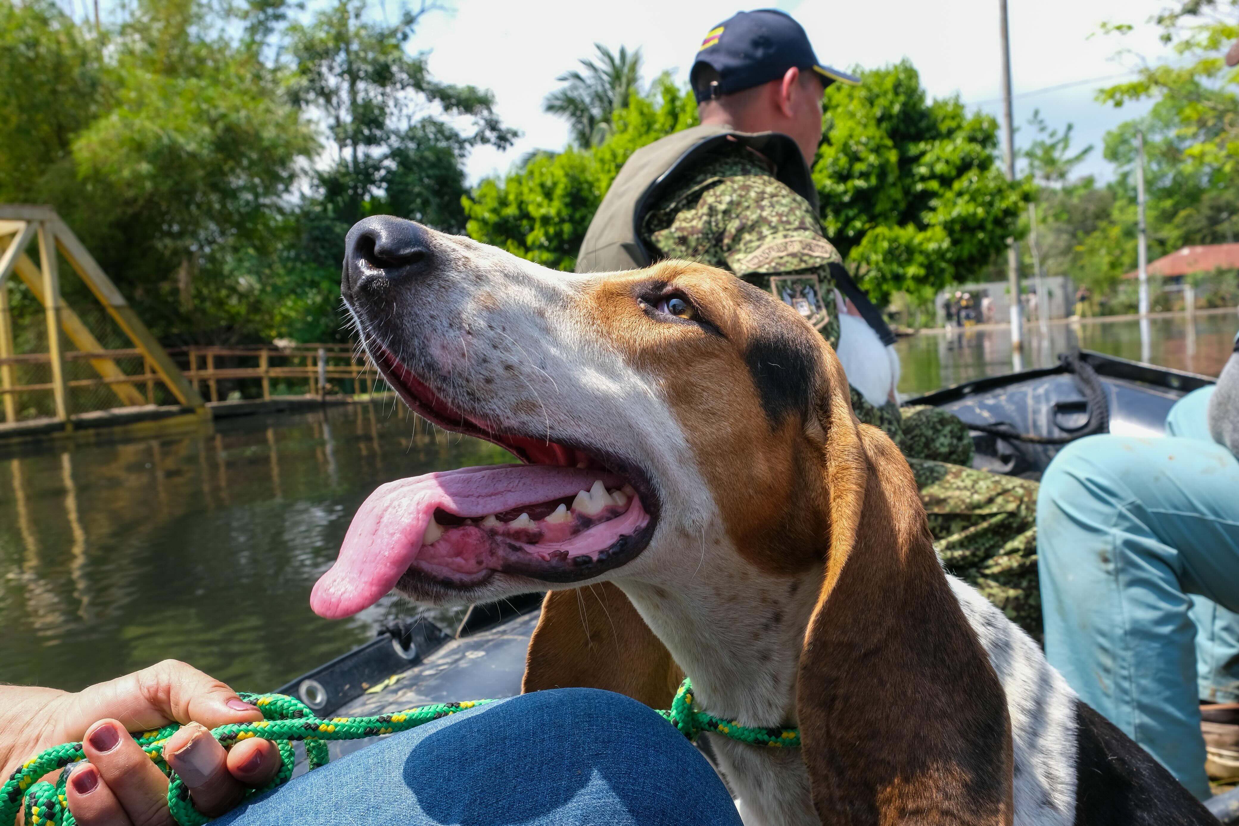 En desastres, los animales también cuentan: Gobierno crea comisión nacional para protegerlos